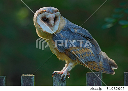 Barn owl sitting on wooden fence with dark  31982005