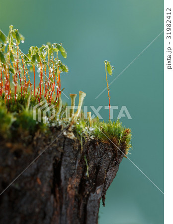 Moss on stump 31982412
