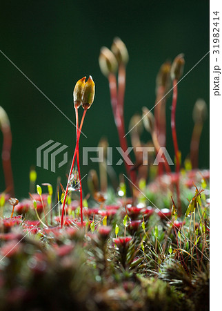 Moss seta bundle 31982414