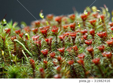 Macro of drops on moss 31982416