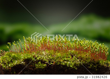 Mossy hillock 31982426