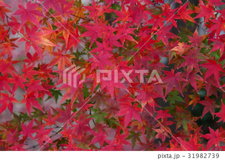 紅葉76 紅葉76 31982739