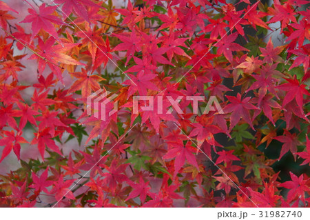 紅葉77 紅葉77 31982740
