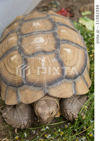 ケヅメ陸亀 31982888