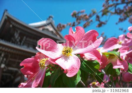 ハナミズキ 31982968