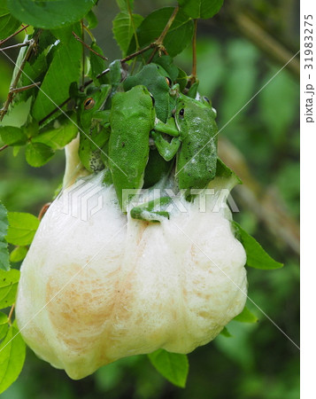 モリアオガエル モリアオガエル 31983275