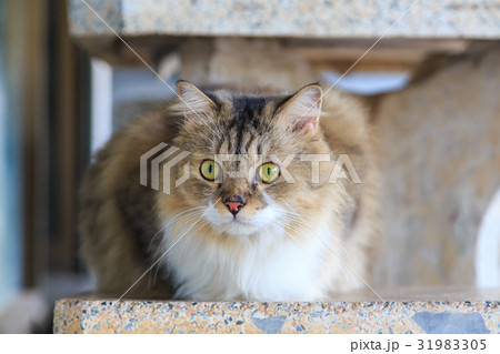 a fluffy Persian cat a fluffy Persian cat 31983305