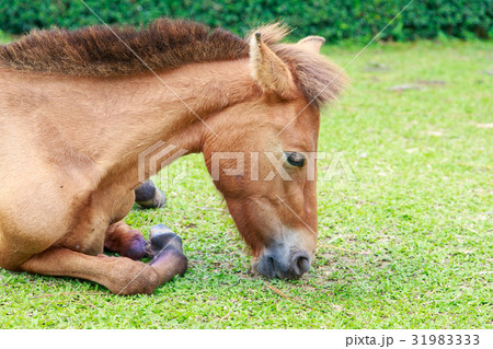 kneel down horse 31983333