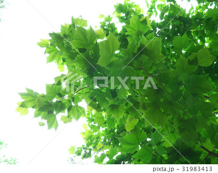 スズカケの木 31983413