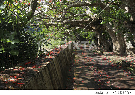 奄美大島・加計呂麻島の諸鈍デイゴ並木 31983458