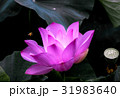 花 フラワー お花 31983640