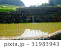 田植え後の棚田 31983943