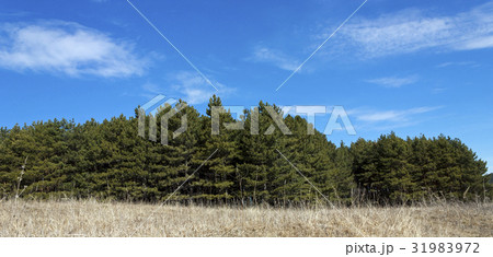 Green fir forest against the blue sky 31983972