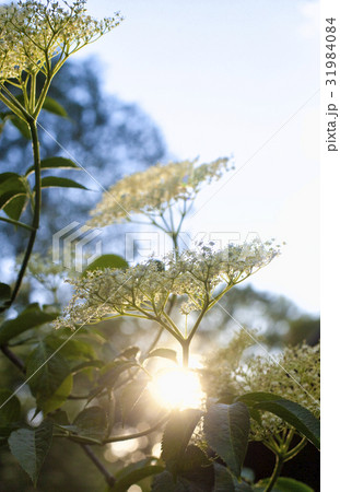 Closeup of Elderberry Flower in Spring 31984084