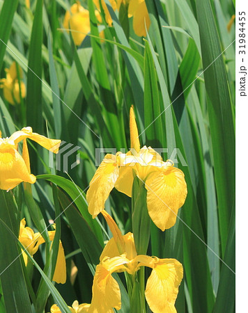 キショウブの花 31984455