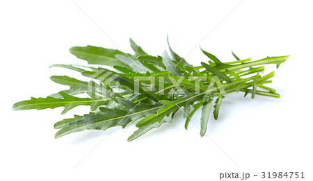 Arugula leaves 31984751