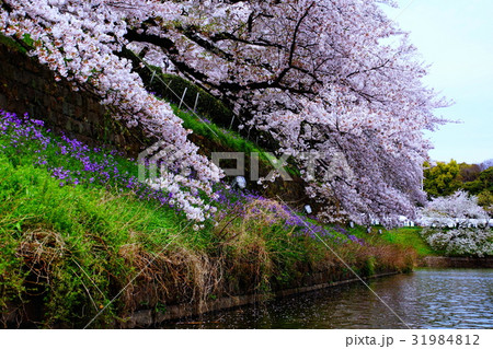 皇居 千鳥ヶ淵・桜の花 / サクラ (東京都 千代田区) 皇居 千鳥ヶ淵・桜の花 / サクラ (東京都 千代田区) 31984812