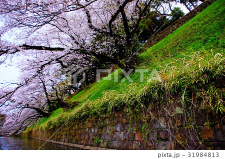皇居　千鳥ヶ淵・桜の花 ／ サクラ （東京都 千代田区） 31984813
