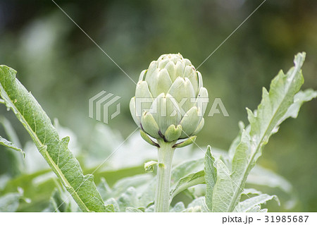 Artichoke on the plant, Cynara cardunculus Artichoke on the plant, Cynara cardunculus 31985687