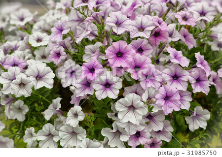 薄ピンクのペチュニア 31985750