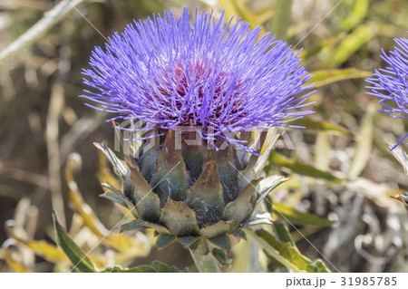 Artichoke Flower 31985785