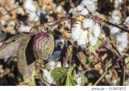 Cotton Plant Ready to Harvest Cotton Plant Ready to Harvest 31985852