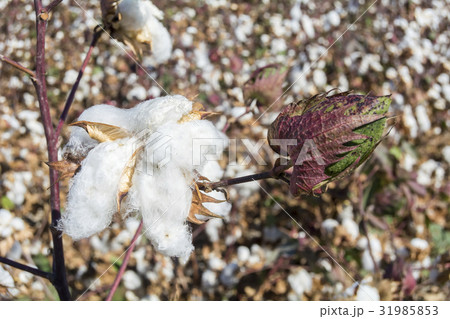 Cotton Plant Ready to Harvest 31985853