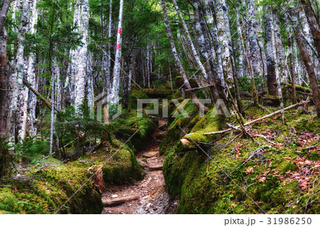 甲斐駒ケ岳黒戸尾根山道 31986250