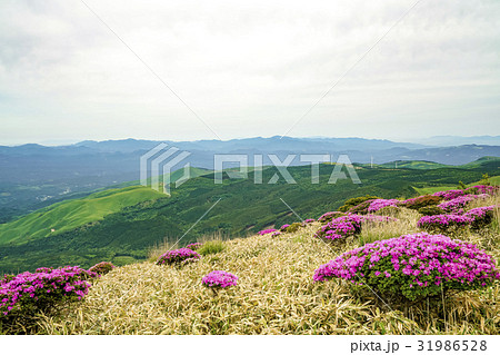 猟師岳　ミヤマキリシマ 31986528