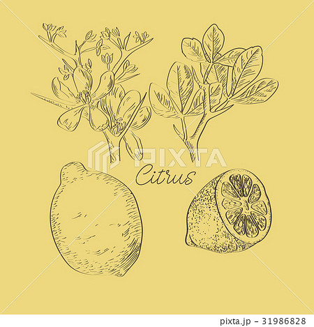 Vector drawn citrus with flowers in a sketch Vector drawn citrus with flowers in a sketch 31986828