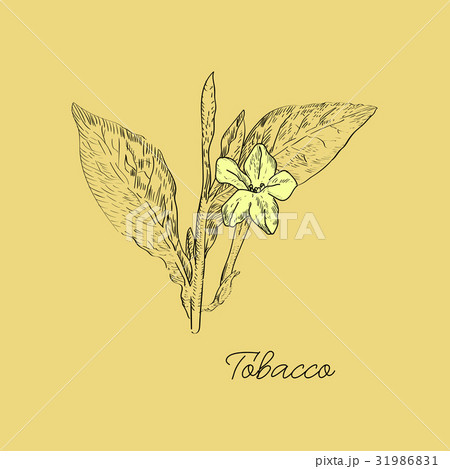 tobacco test for insurance Life Insurance for Smokers and Tobacco Users (Insider Tips)