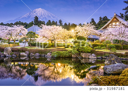 Mt. Fuji in Spring 31987181