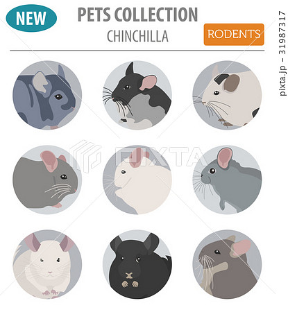 Chinchilla breeds icon set flat style isolated 31987317
