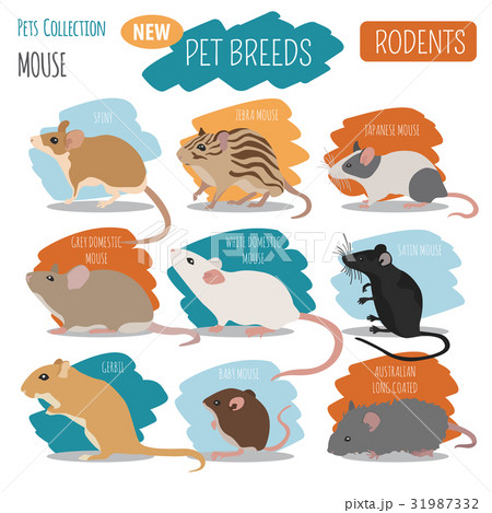 Mice breeds icon set flat style isolated on white Stock Illustration 31987332 PIXTA
