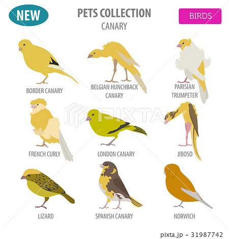 Canary breeds icon set flat style isolated  31987742