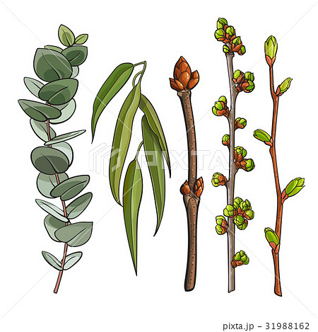 Spring tree twigs with leaf bud, willow and 31988162
