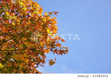 空に浮かぶ紅葉 31988302