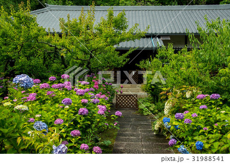 愛知県額田郡幸田町本光寺のあじさいと参道 31988541