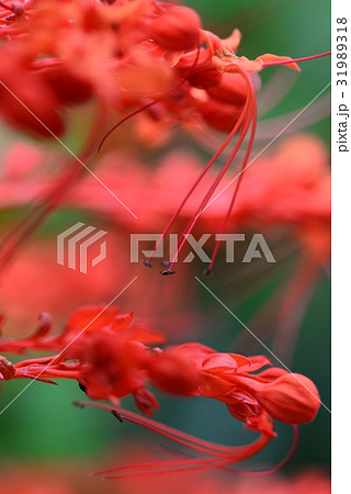 花 フラワー お花 31989318