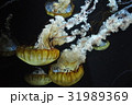 クラゲ 31989369