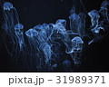 クラゲ 31989371