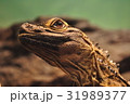 イグアナ 31989377