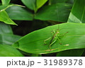 バッタ 31989378