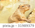 カピバラ 31989379