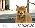 アルパカ 31989380