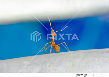 Single red ant 31990622