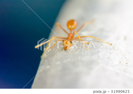 Single red ant 31990625