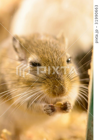 Gerbil or called desert rats Gerbil or called desert rats 31990663