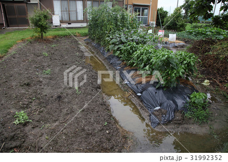 水はけの悪い家庭菜園 水はけの悪い家庭菜園 31992352