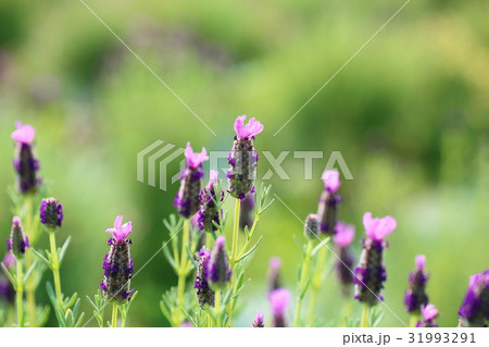 フレンチラベンダーの花 フレンチラベンダーの花 31993291